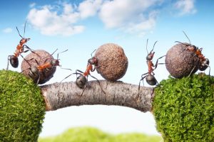 fourmis