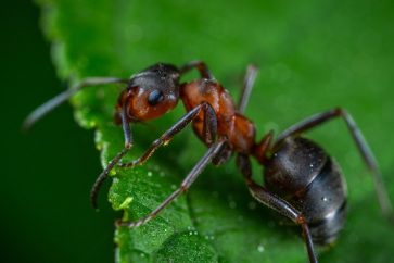 fourmis2