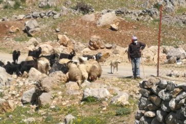 Lebanese shepherd border