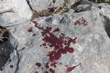 Israeli occupation forces opened fire at a shepherd, injuring him near the border area of Ruwaysat Al-Alam in Kfachouba Heights, Al-Manar correspondent reported. The shepherd is of Syrian nationality and was transferred to a hospital in the occupied territories, Al-Manar’s Ali Shoeib reported. Our reported confirmed that the man was herding at the area near the Blue Line, firmly denying the Israeli allegations that he was crossing the border into the occupied territories. Occupation army said its troops shot and wounded someone who allegedly tried to cross the UN-demarcated border line. "The suspect was injured from (army) fire and is being evacuated to a hospital for medical treatment" in the occupied territories.